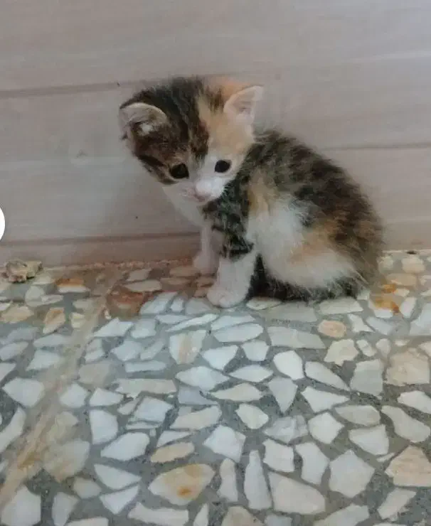 با اصالت ونژاد|گربه|کاشان, پامنار|دیوار