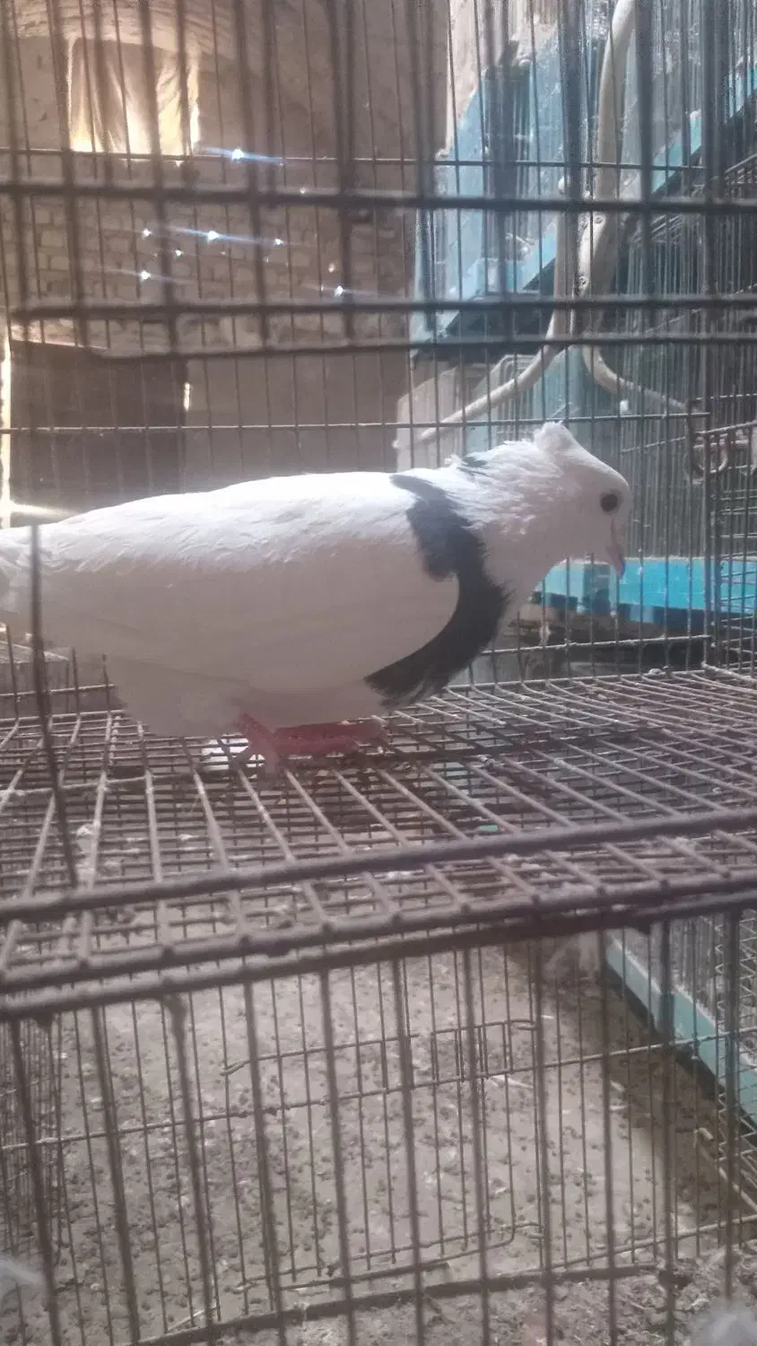 کفتر طوقی|پرنده|قم, انصار‌الحسین|دیوار