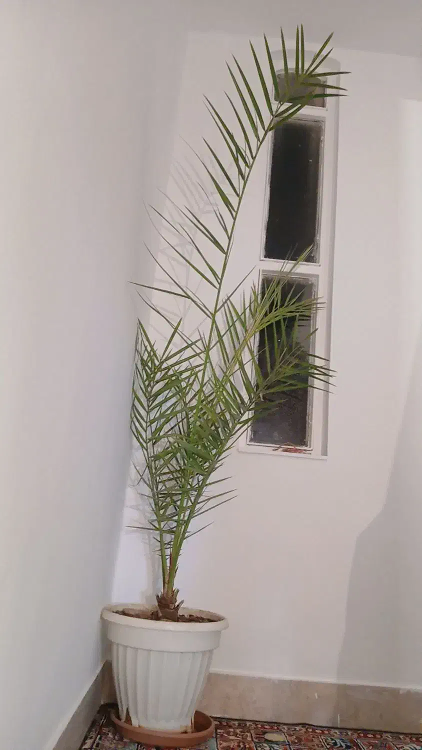 گل نخل|گل و گیاه طبیعی|زنجان, |دیوار