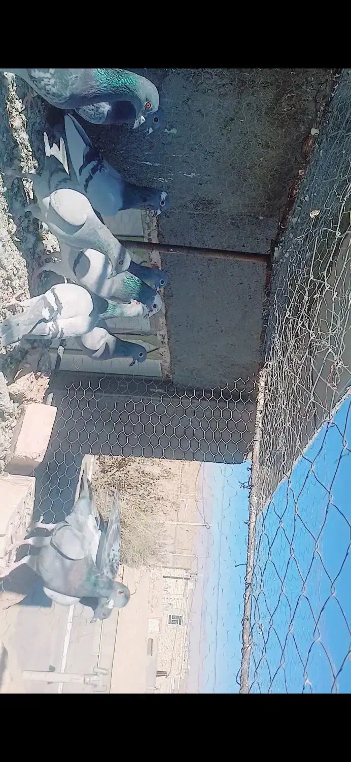 دسته ده تایی پرشی زد و خوردی|پرنده|آیسک, |دیوار