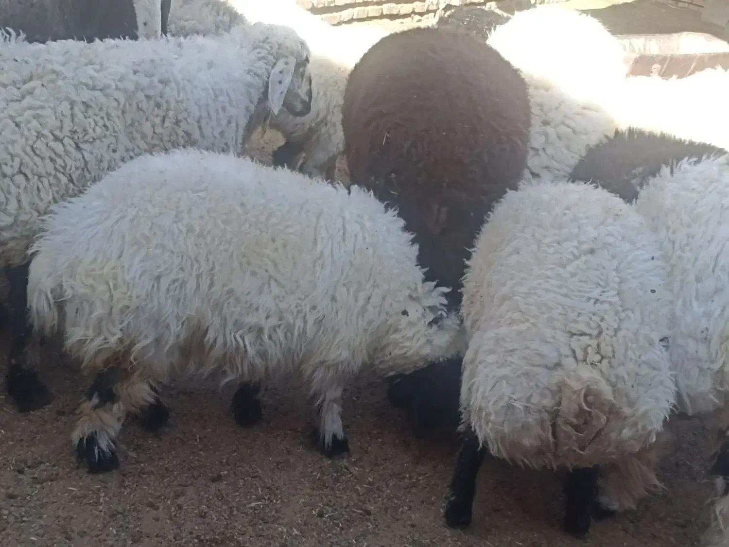 فروش بره ترکی نر و ماده|حیوانات مزرعه|اشکذر, |دیوار
