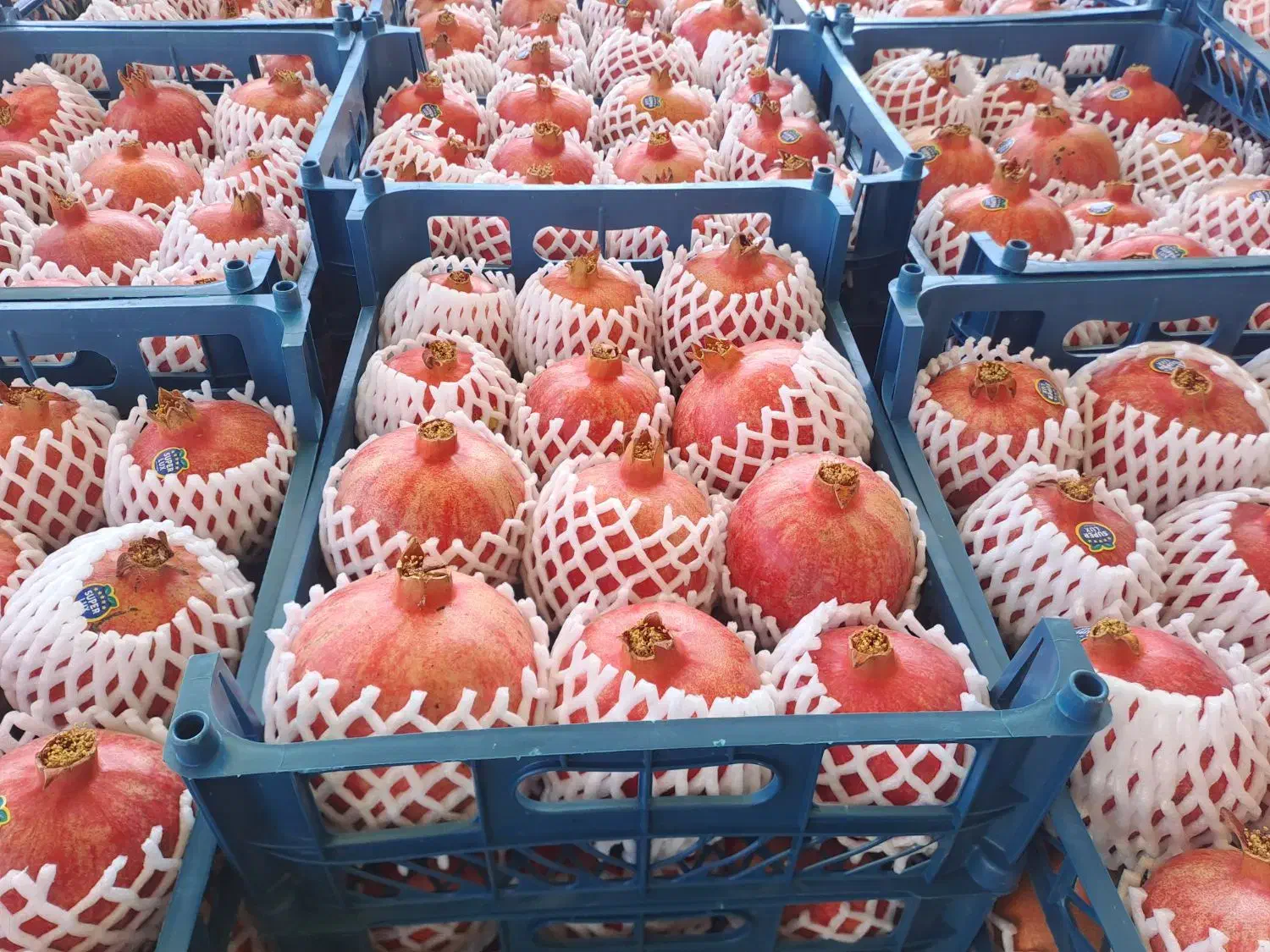 انار رباب|خوردنی و آشامیدنی|طسوج, |دیوار