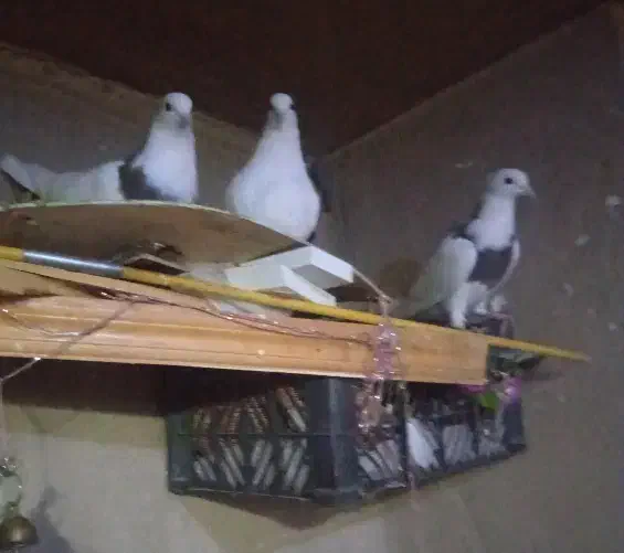 کبوتر|پرنده|کرمانشاه, |دیوار