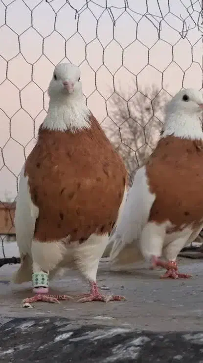 طوقی|پرنده|دهاقان, |دیوار