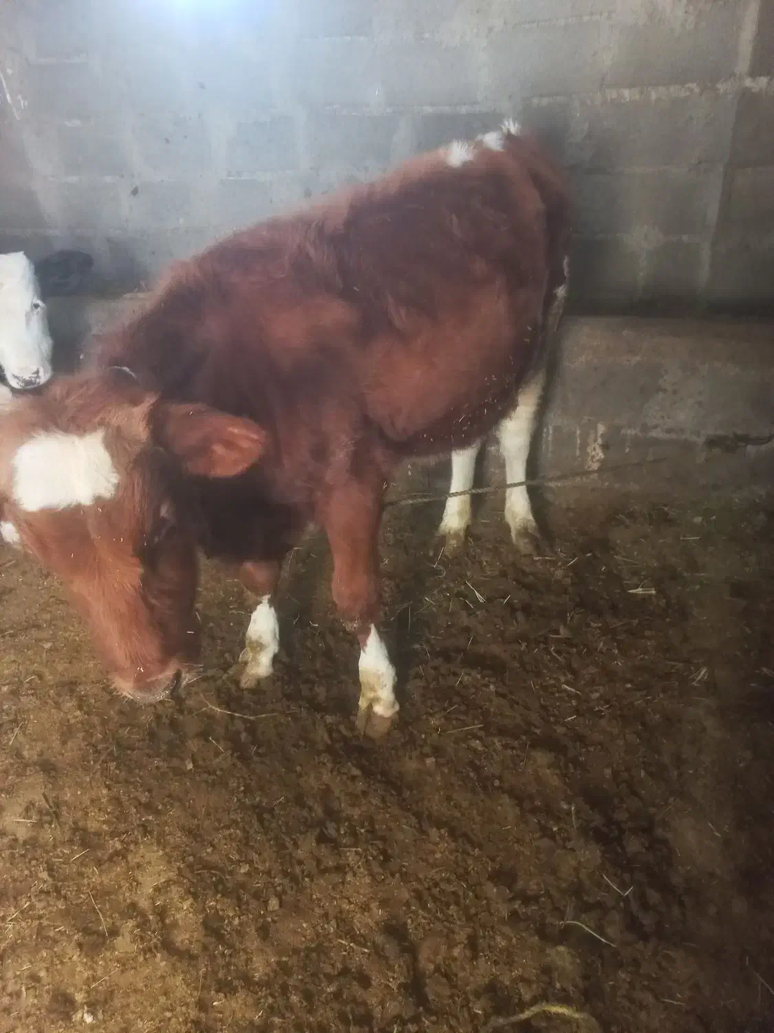 گاو وگوساله سمینتال اصل|حیوانات مزرعه|ماهنشان, |دیوار