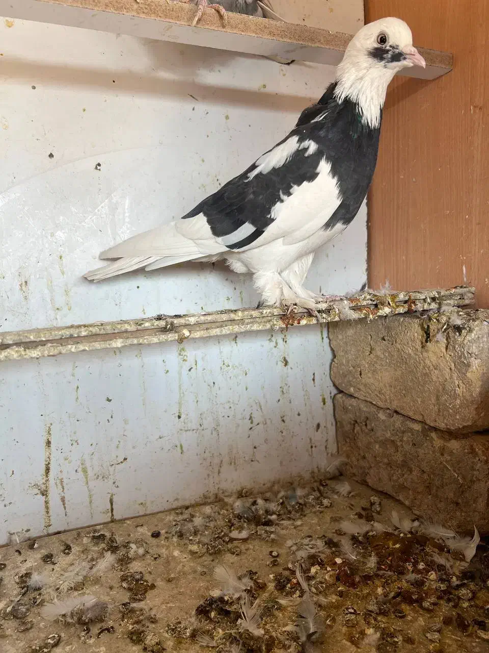 کبوتر کفتر پرنده|پرنده|خاوران, |دیوار