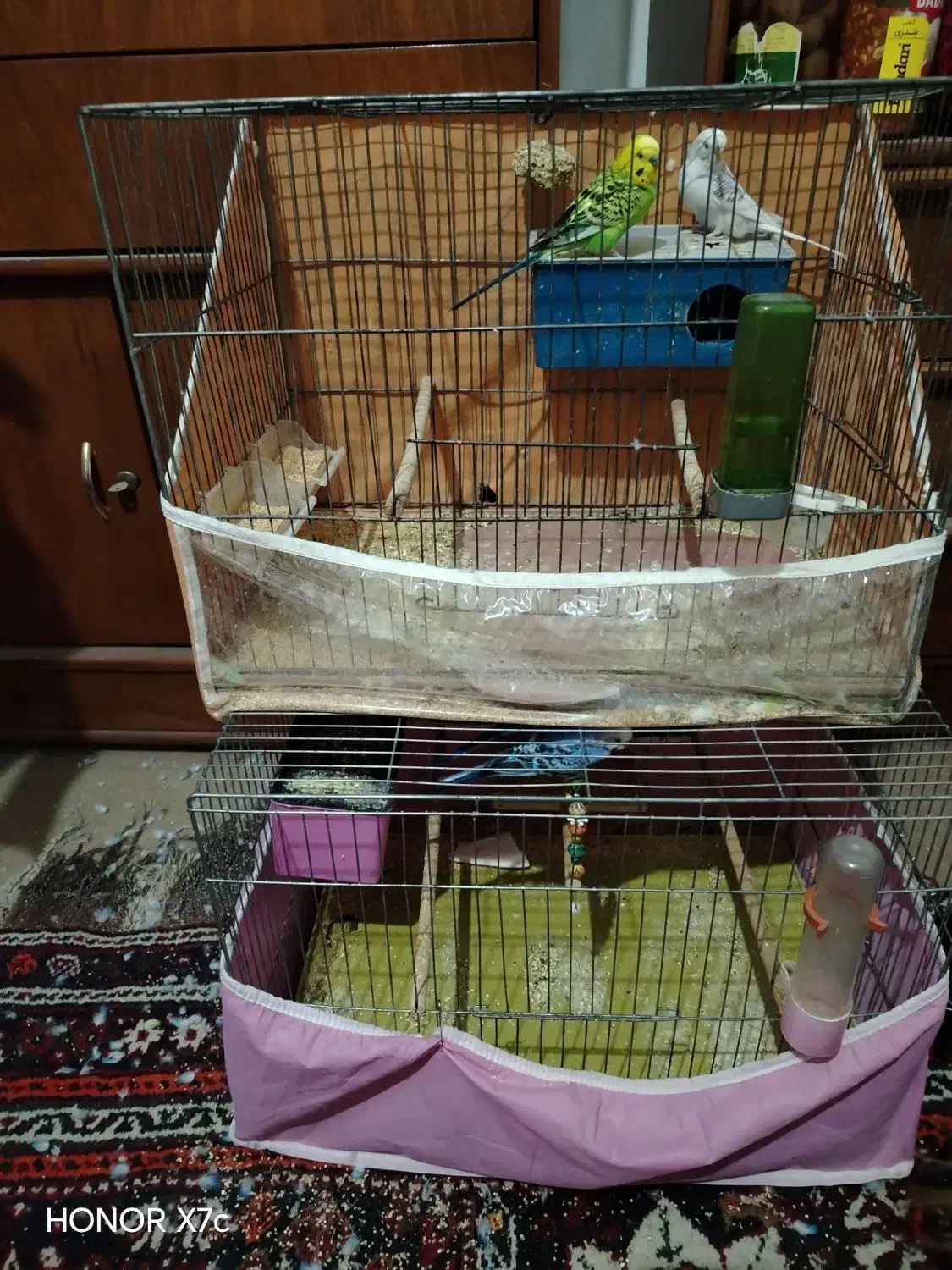 مرغ عشق|پرنده|شیراز, پودنک|دیوار