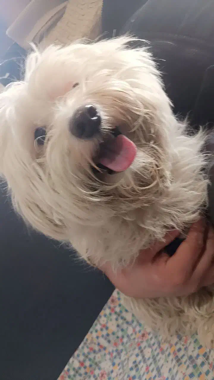 سگ خانگی|سگ|قم, تولید دارو و یخچال|دیوار