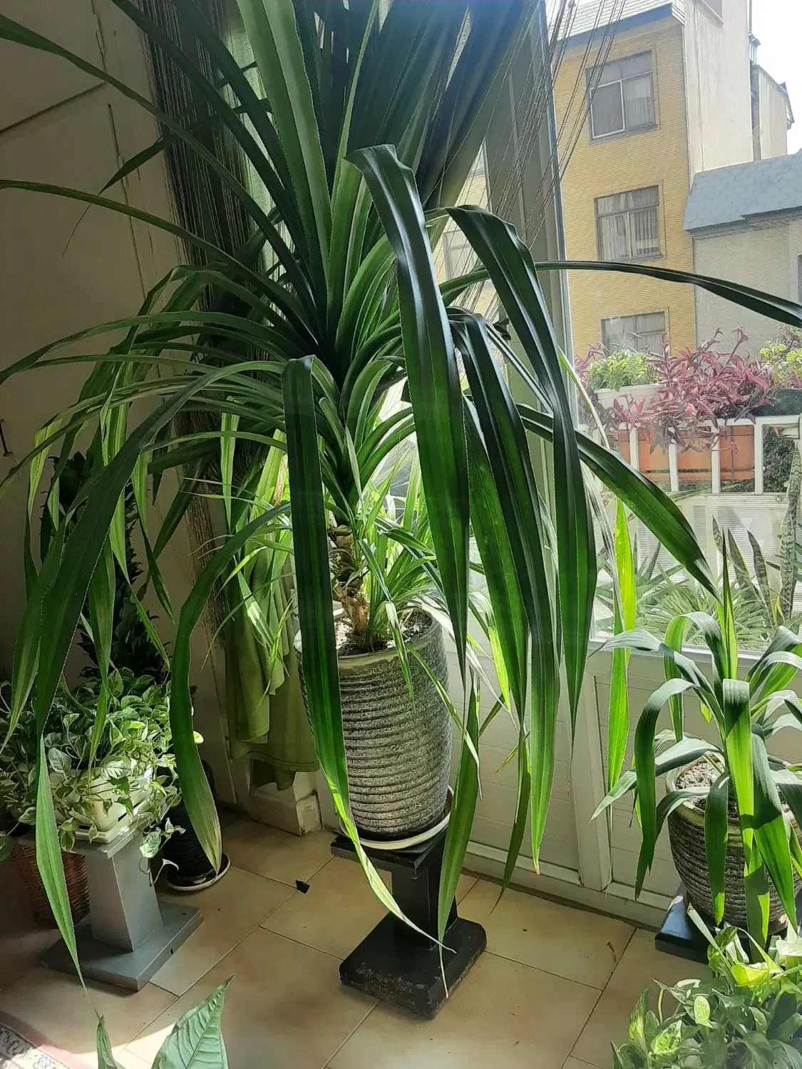 پاندانوس  ،، ب دلیل جابجایی عجله در فروش دارم|گل و گیاه طبیعی|تهران, نیلوفر|دیوار