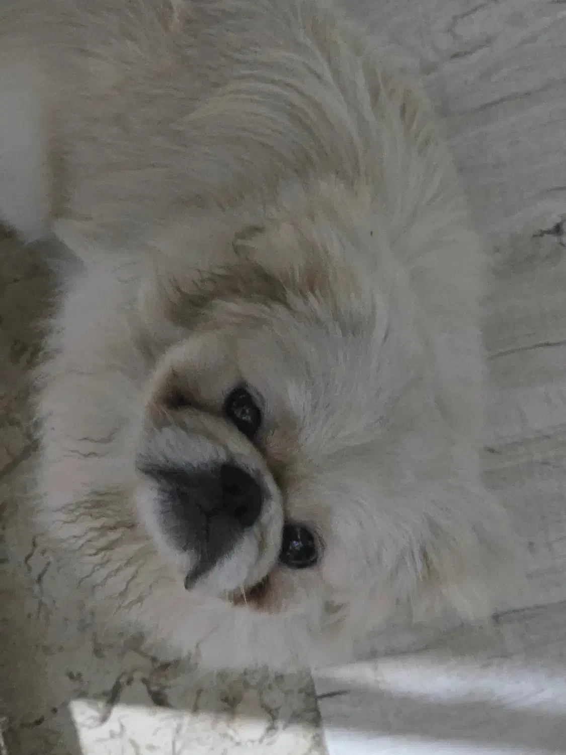 واگذاری سگ پیکینیز|سگ|قائمشهر, |دیوار