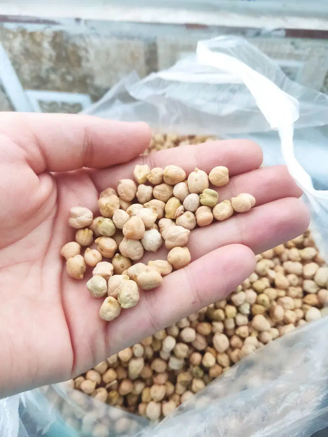 نخود تازه برای امسال زود پز|خوردنی و آشامیدنی|نسیمشهر, |دیوار