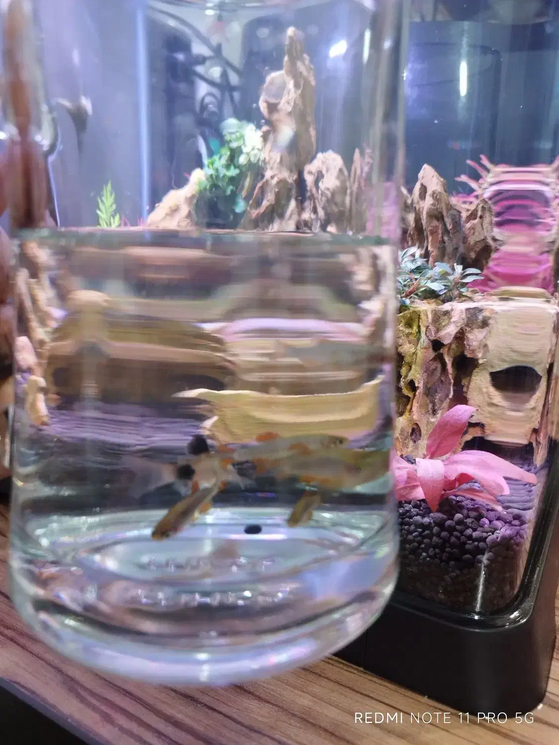 رازبورا گلکسی درشت وکوریدوراس|ماهی|شیراز, کوشک میدان|دیوار