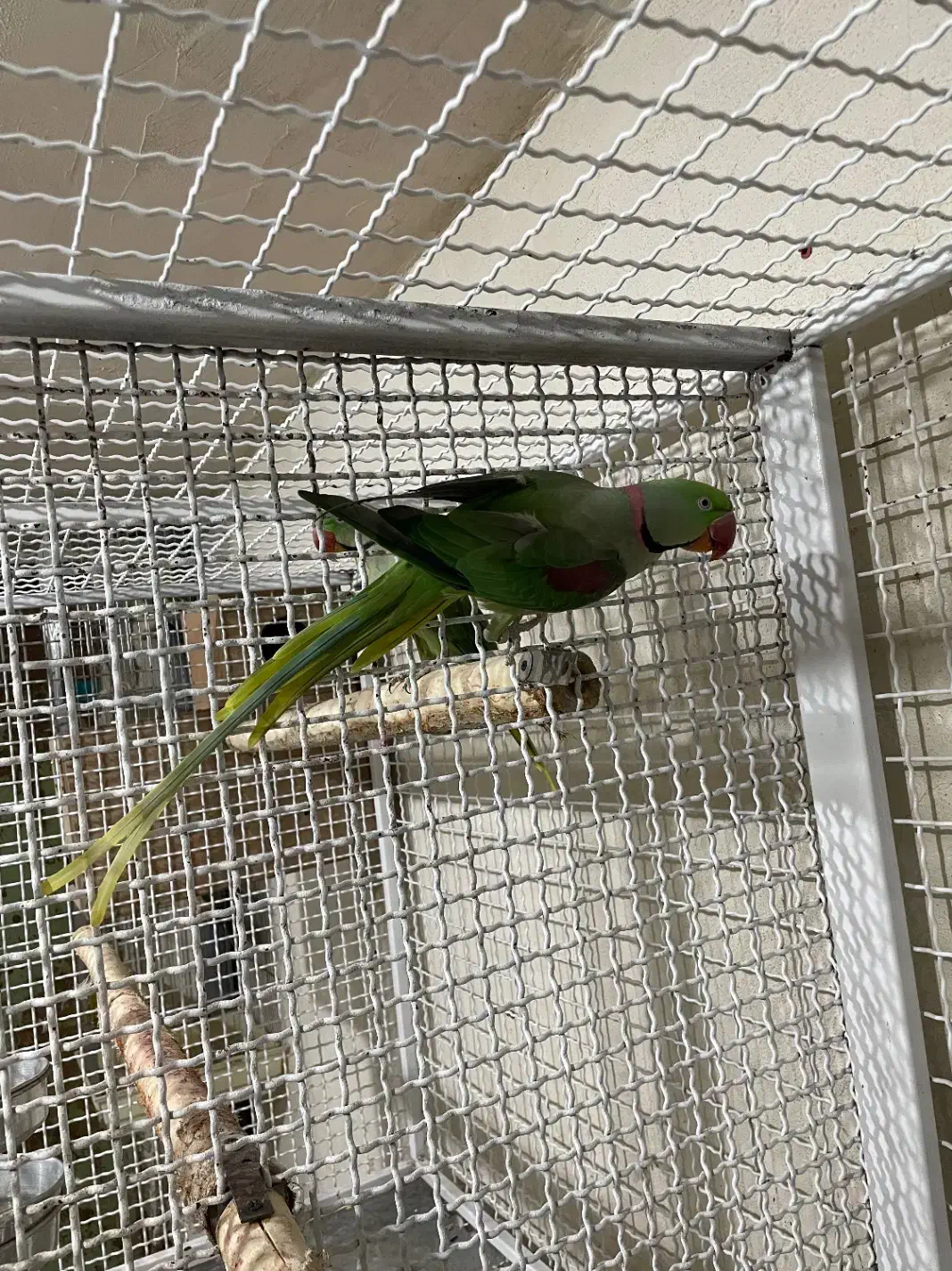 شاه‌طوطی‌مولد|پرنده|ارومیه, |دیوار