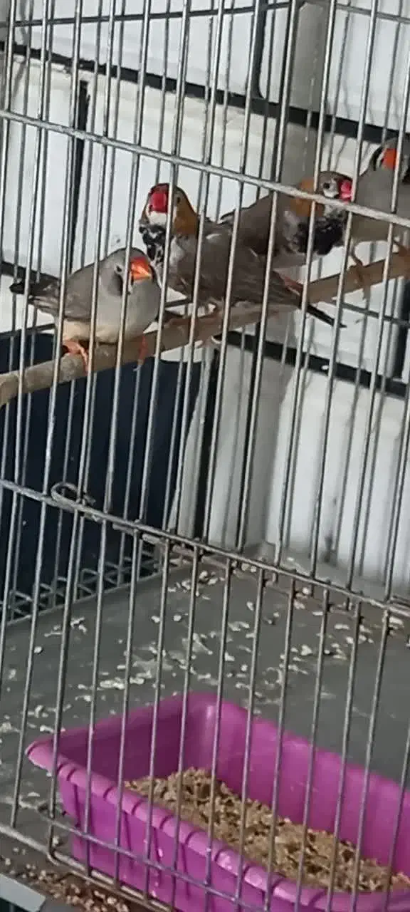 فنج|پرنده|خمینی‌شهر, |دیوار