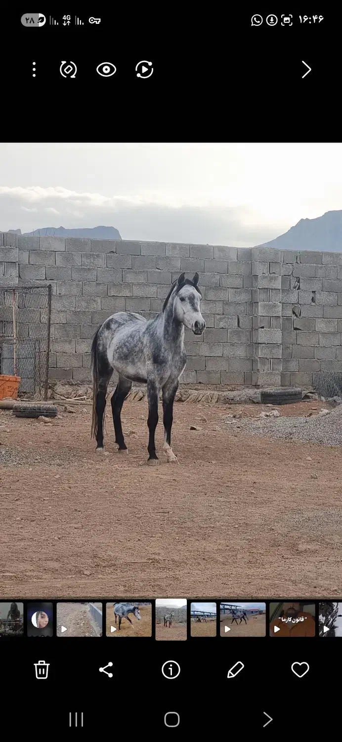 اسب کرد|اسب و تجهیزات اسب‌سواری|لردگان, |دیوار