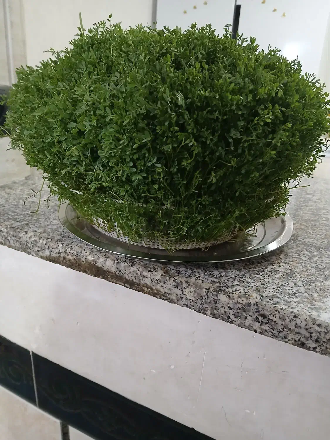 سبزی مناسب عروسی و نامزدی|حراج|کوهدشت, |دیوار