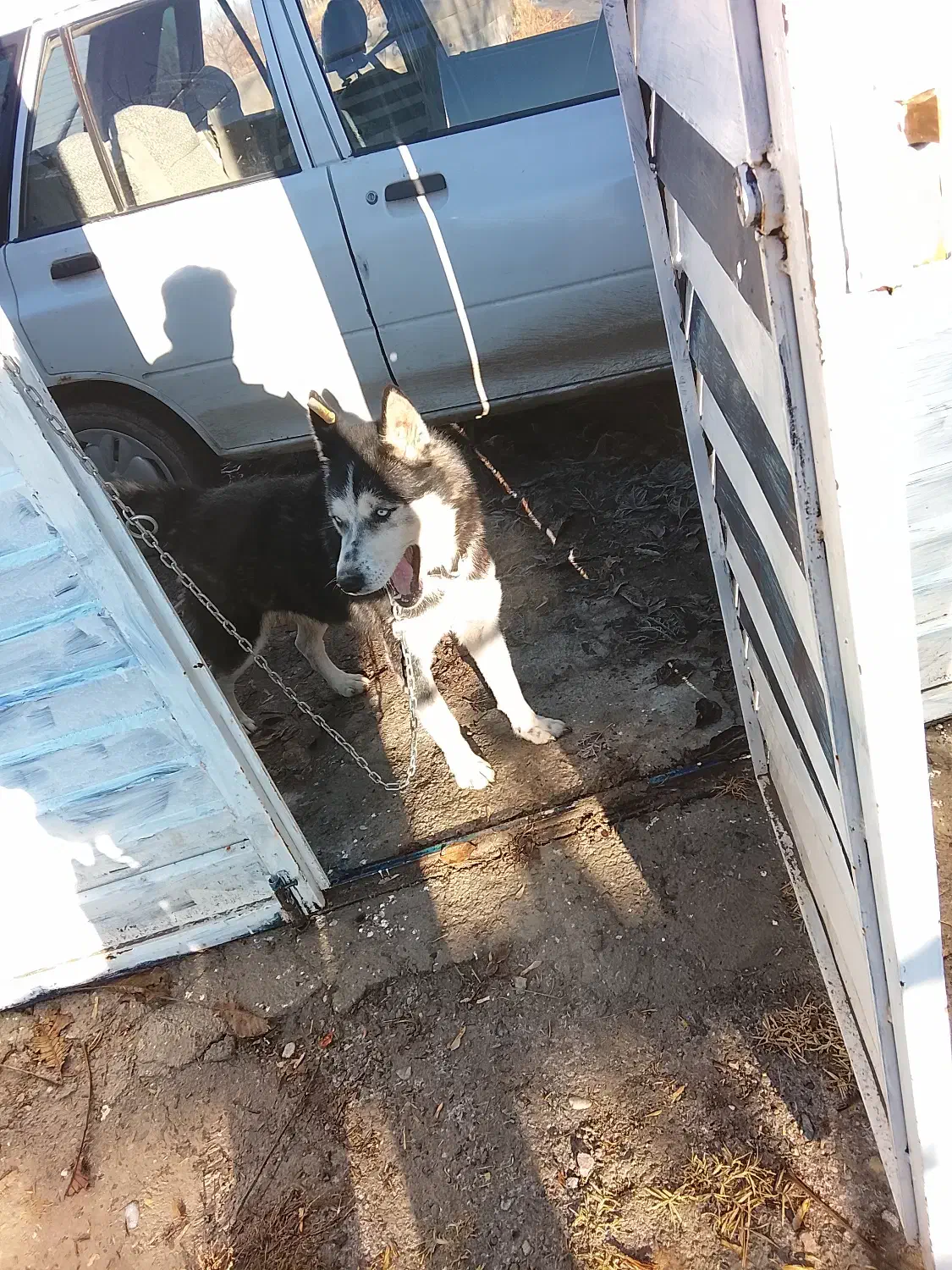 سگ هاسکی|سگ|ارومیه, |دیوار