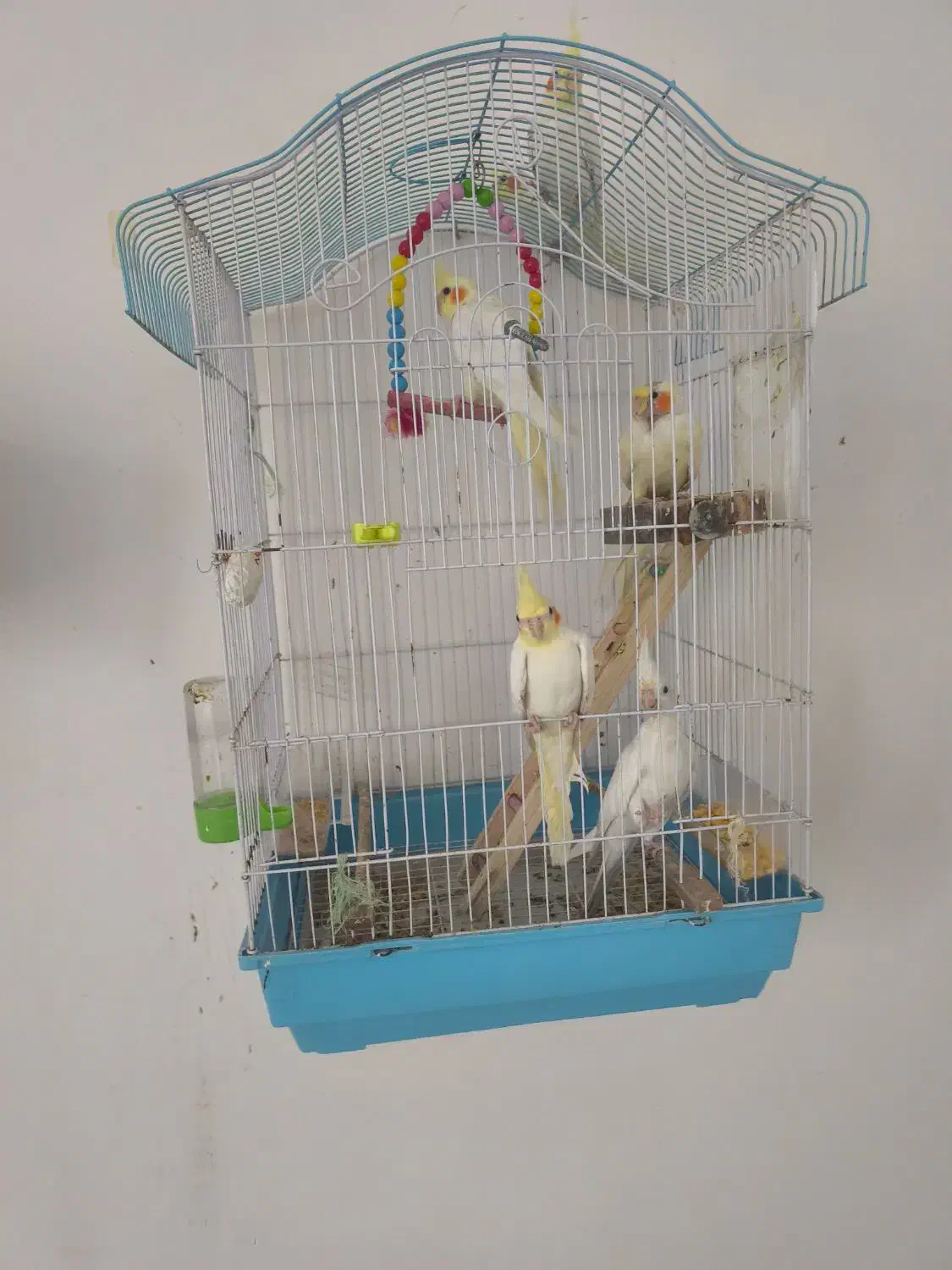 عروس هلندی|پرنده|رشت, فلسطین|دیوار