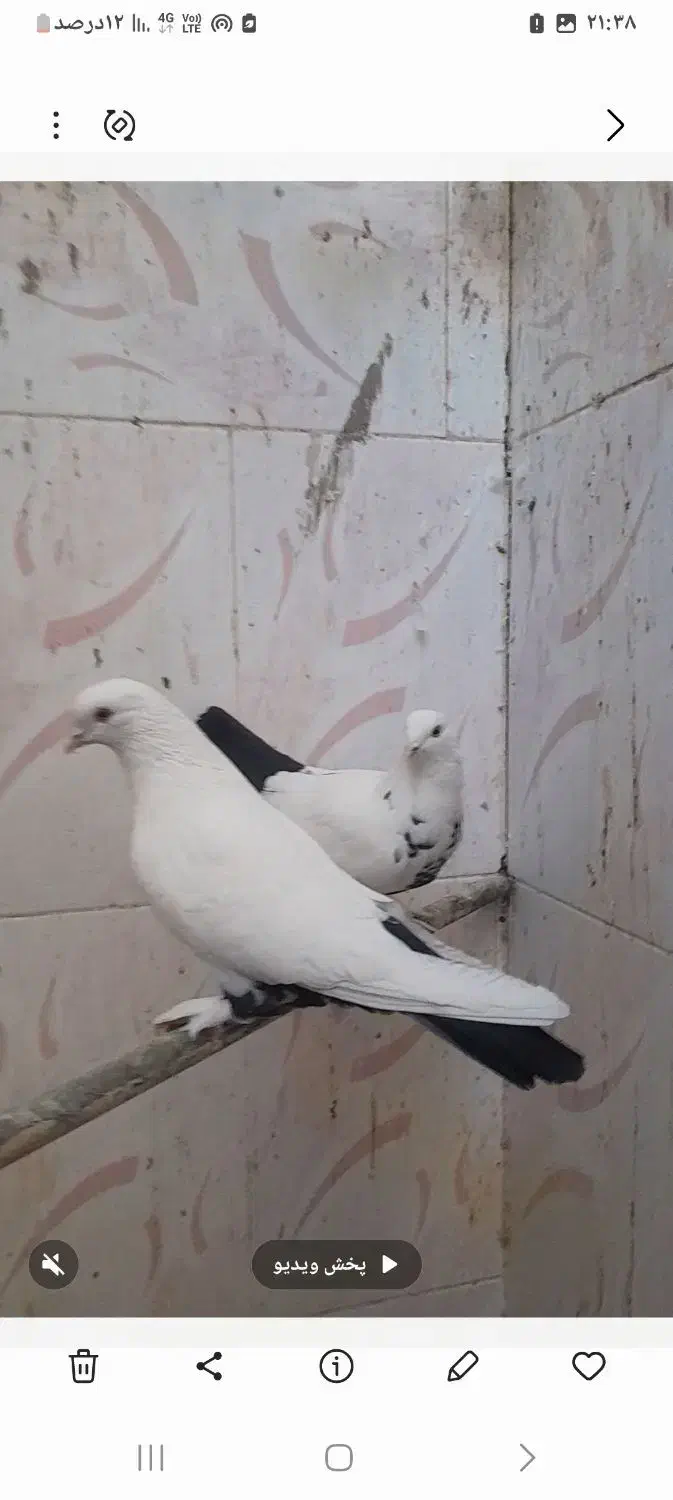 دمبی یا دم سیاه|پرنده|داران, |دیوار