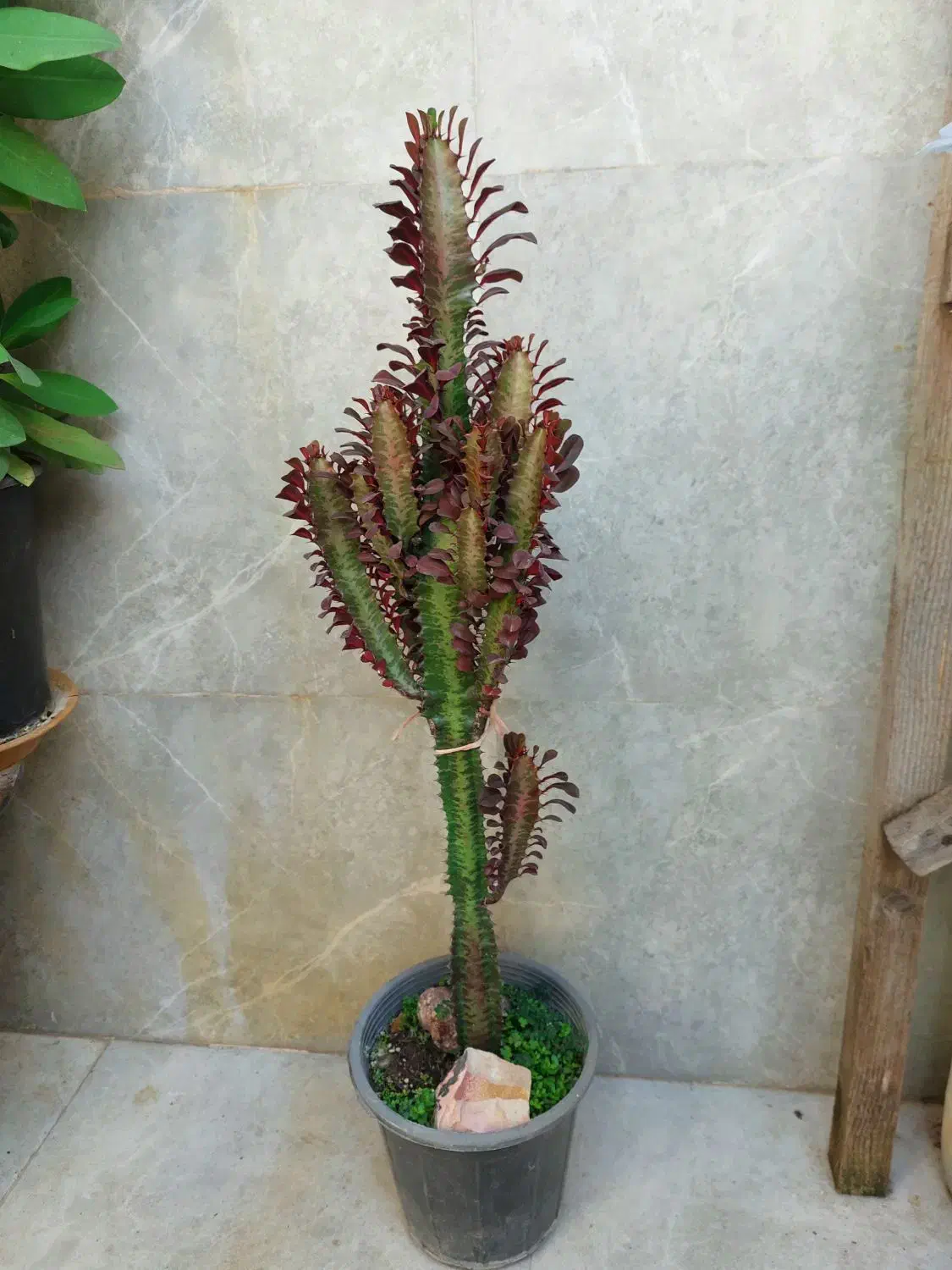 افوربیای قرمز پر شاخه|گل و گیاه طبیعی|رشت, تازه آباد|دیوار