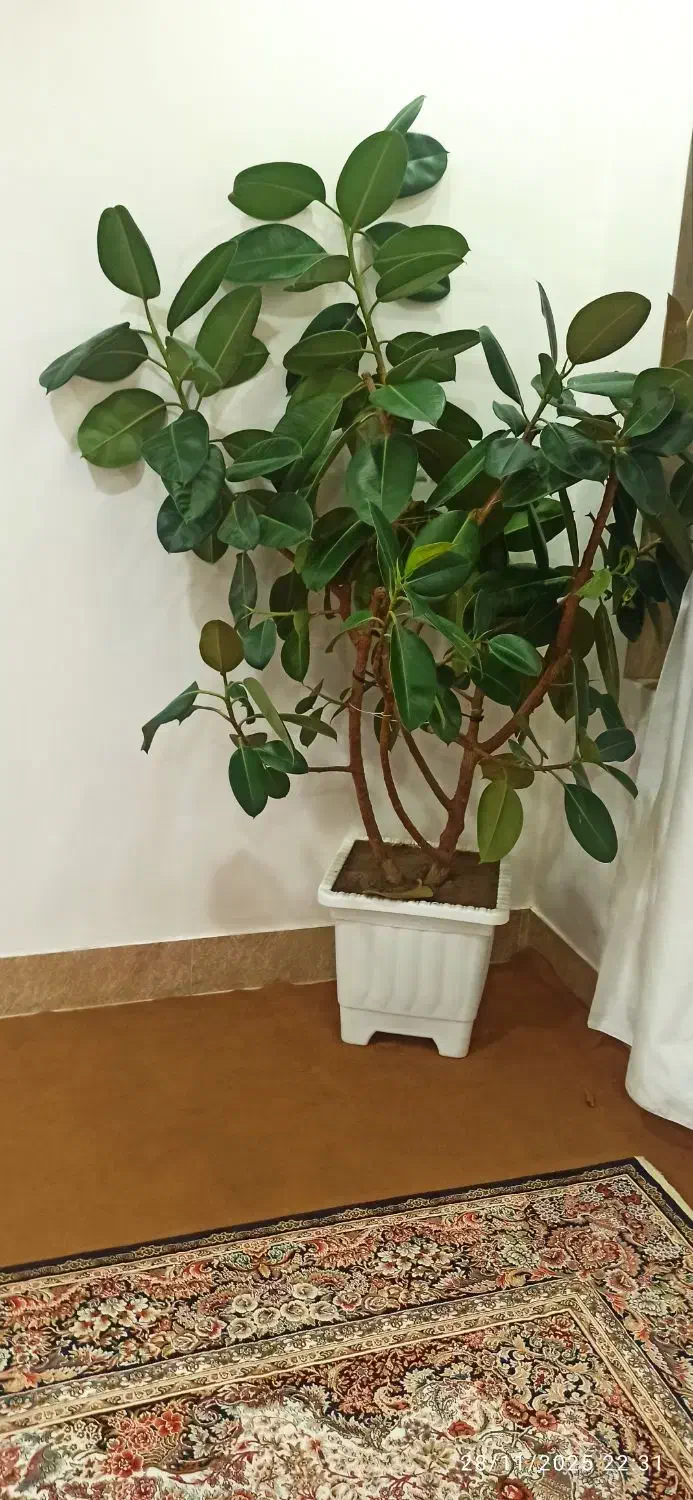 فروش گل فیکوس آلاستیکا|گل و گیاه طبیعی|پیرانشهر, |دیوار