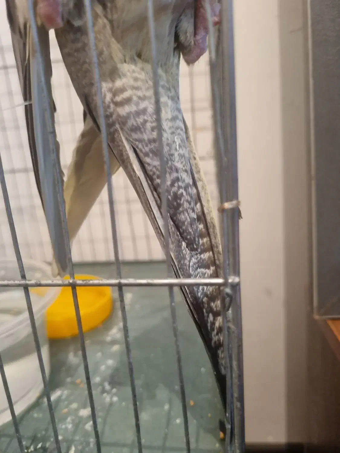 عروس هلندی پیدا شده|پرنده|دماوند, مسکن مهر گیلاوند|دیوار