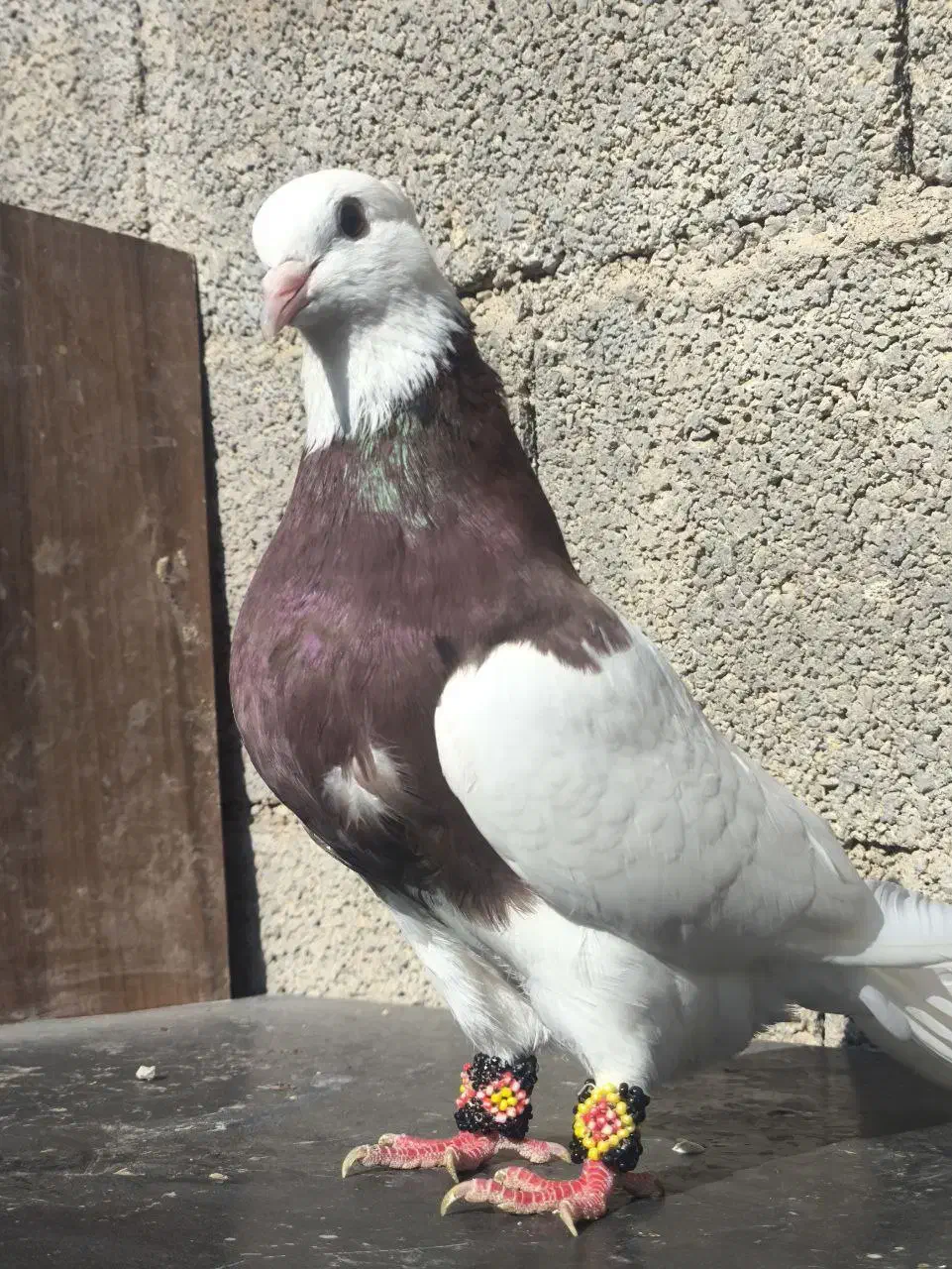 سه عدد طوقی|پرنده|خورموج, |دیوار