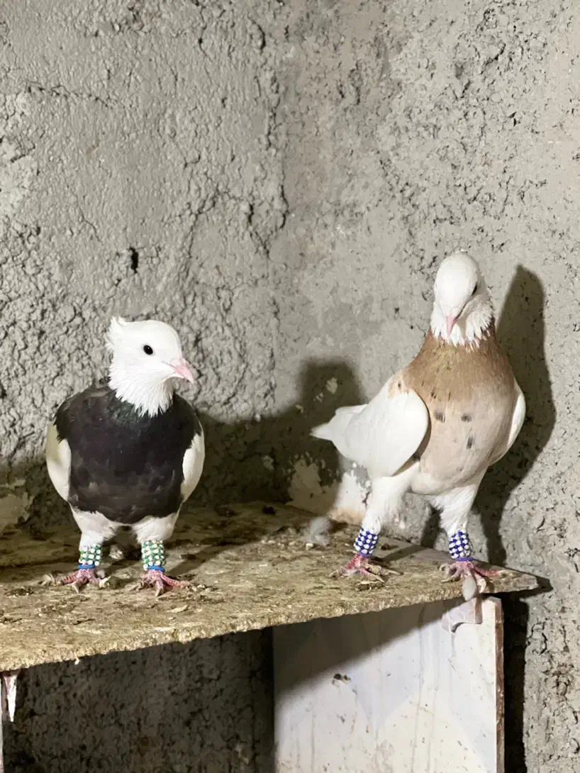 کبوترطوقی|پرنده|چابهار, |دیوار