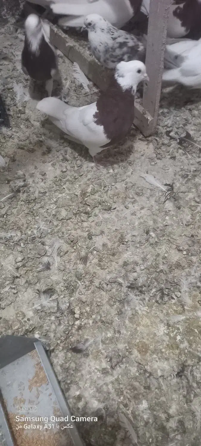 طوقی سرخ|حیوانات|اراک, |دیوار