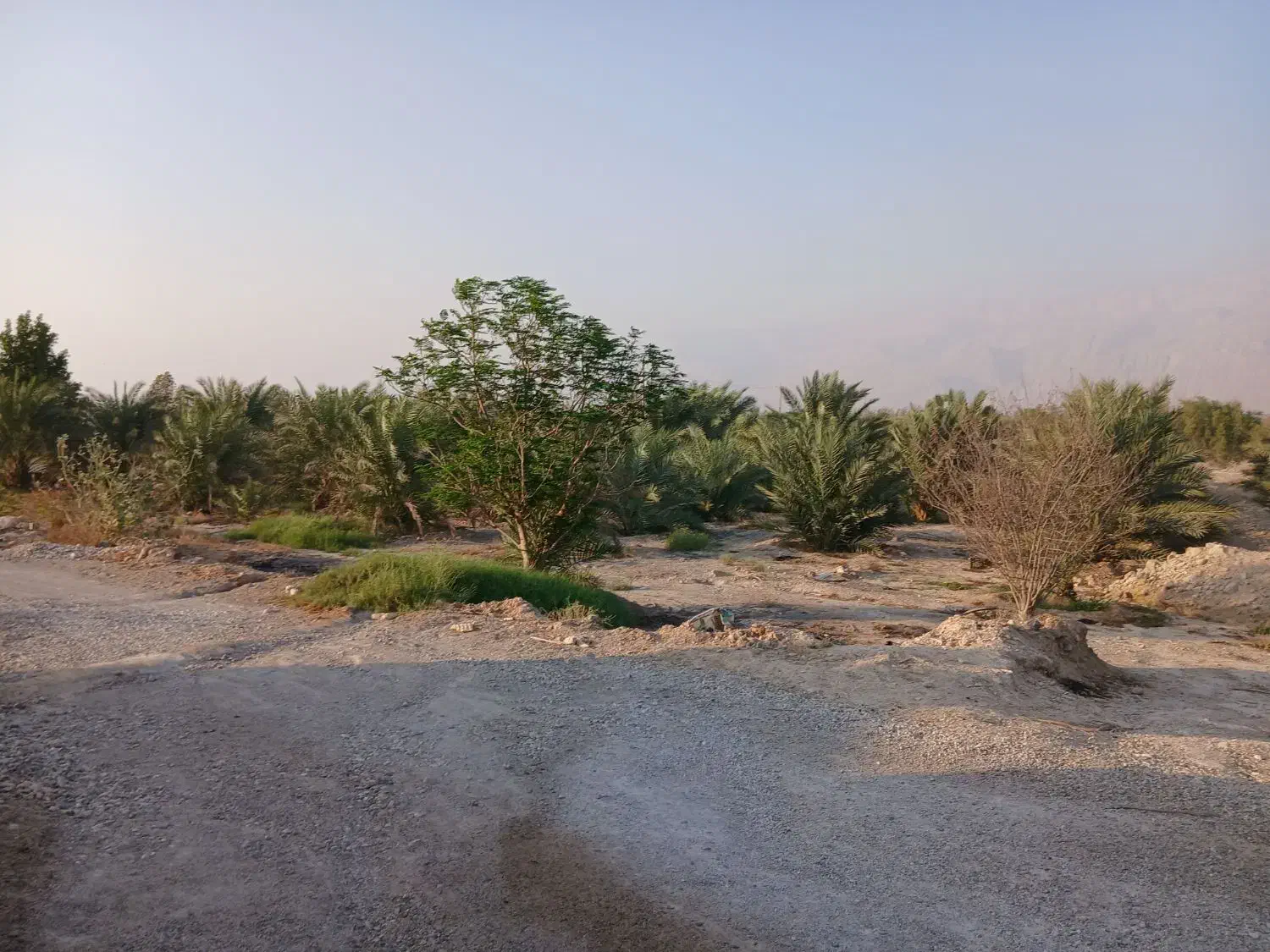 اجاره زمین کشاورزی خورموج|اجارهٔ دفتر صنعتی، کشاورزی، تجاری|بوشهر, |دیوار