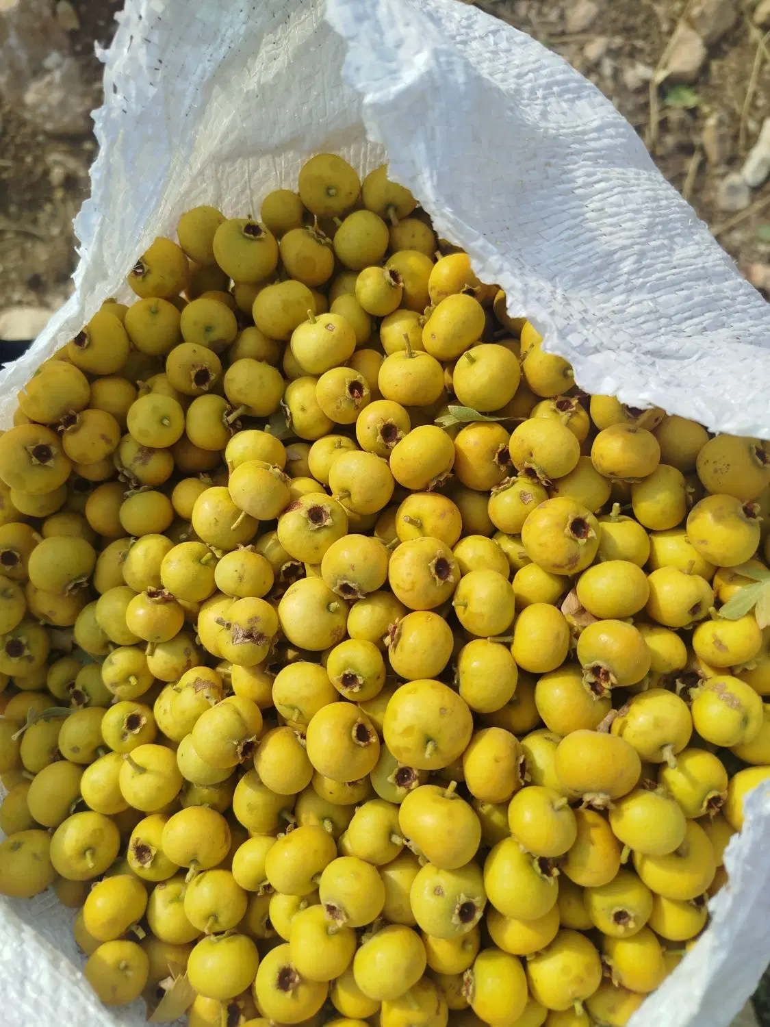 سیسع|خوردنی و آشامیدنی|باشت, |دیوار