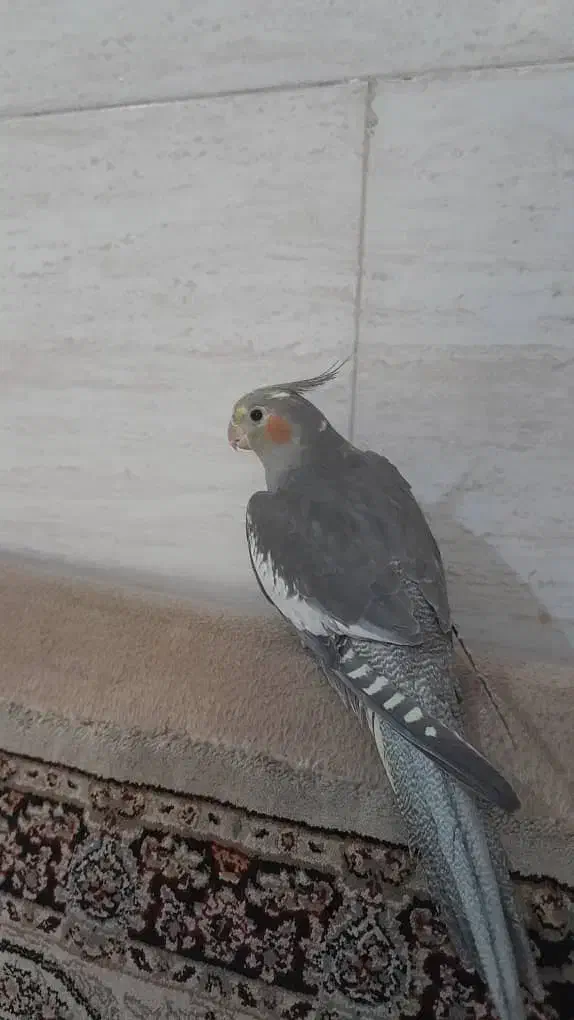 عروس هلندی دستی و مولد|پرنده|اسلام‌شهر, شهرک مهدیه|دیوار