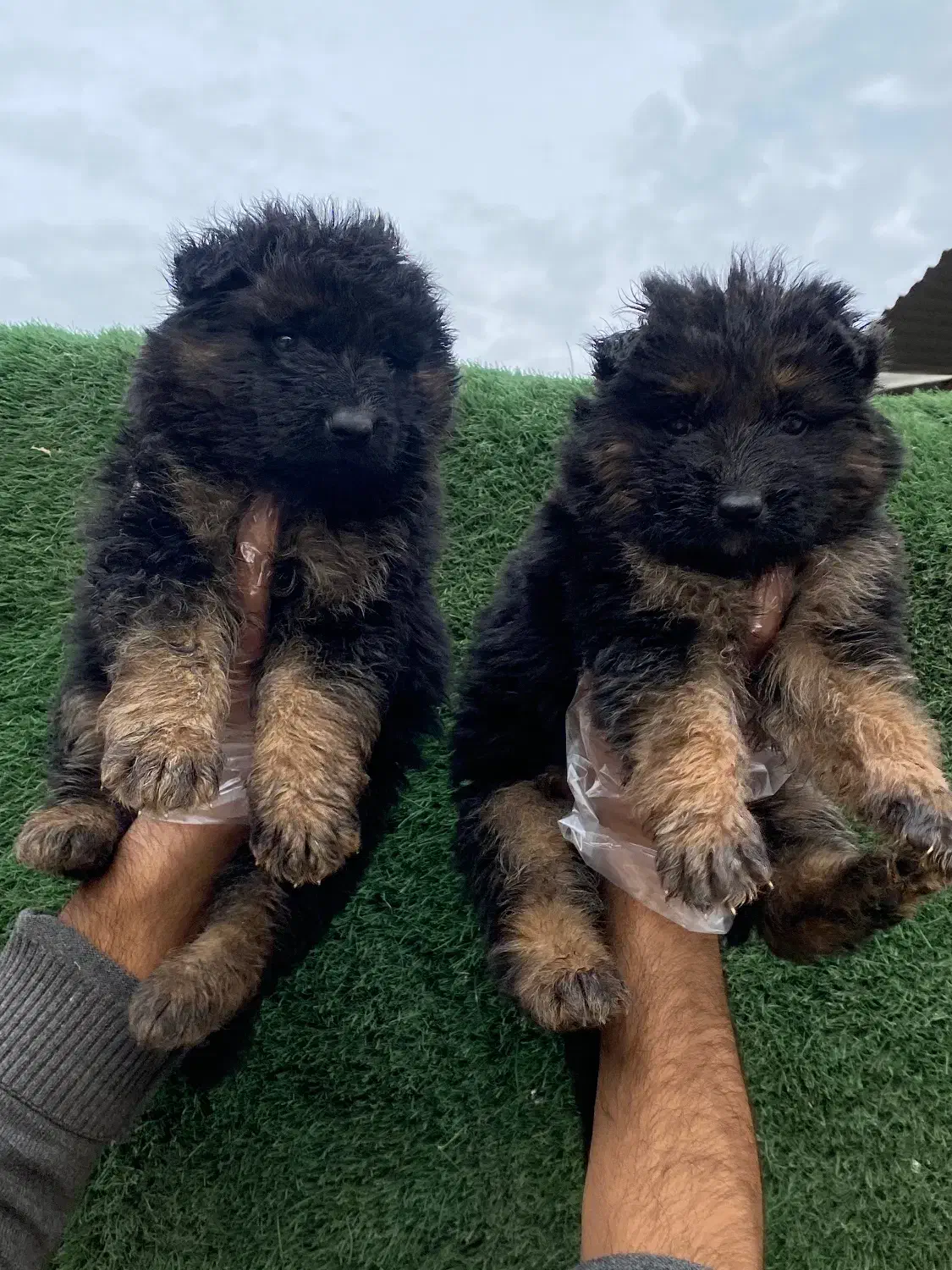 ژرمن شپرد کینگ سایز|سگ|شاهدشهر, |دیوار