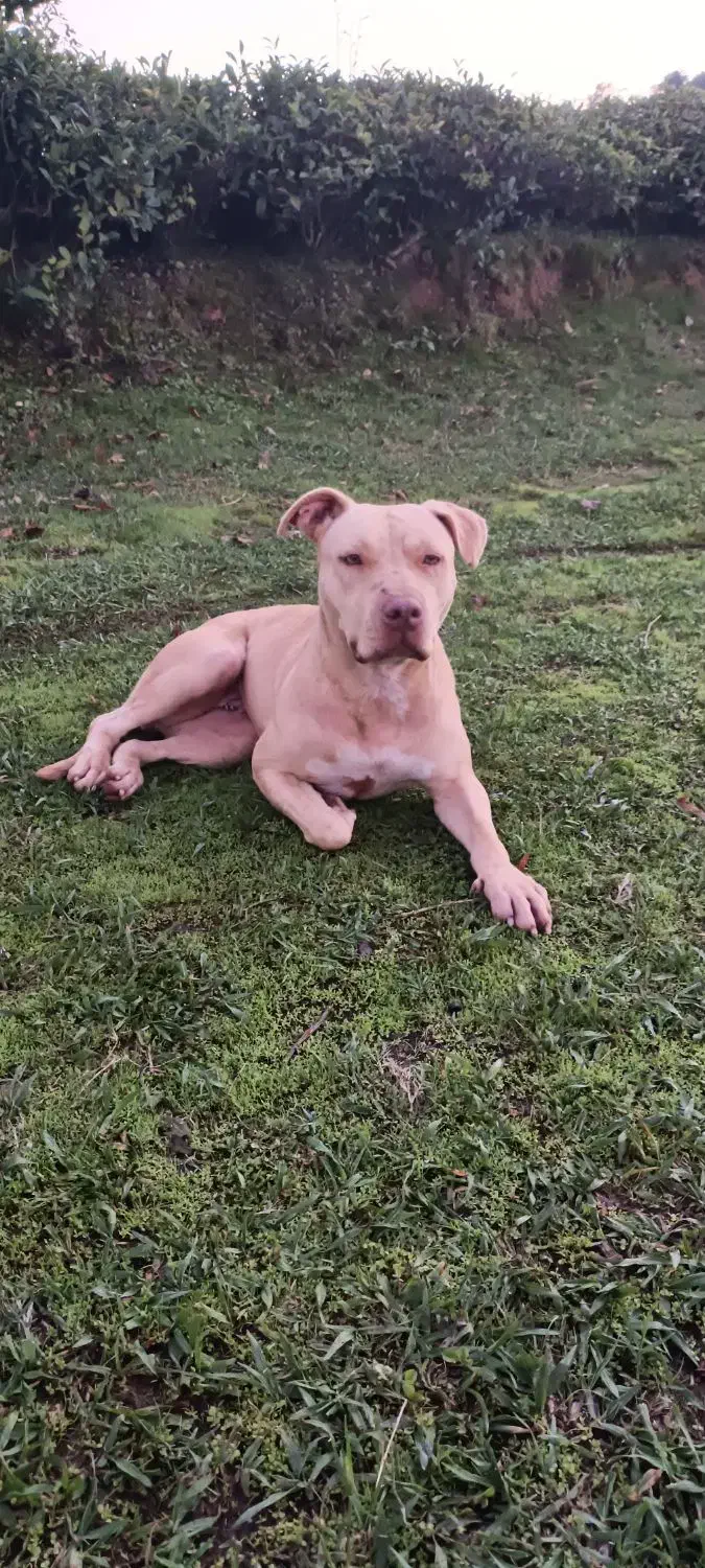 پیتپول|سگ|لنگرود, |دیوار