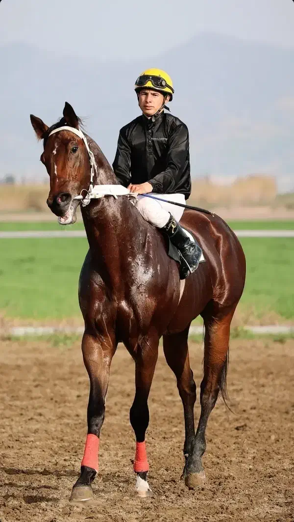 نریان دوخون کلاس 1|اسب و تجهیزات اسبسواری|زاهدان, |دیوار