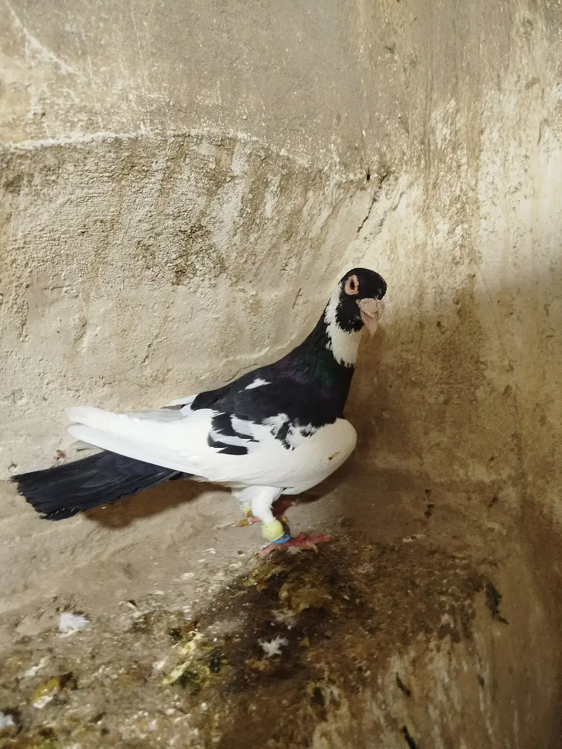 پلنگی عتیقه|پرنده|راز وجرگلان, |دیوار