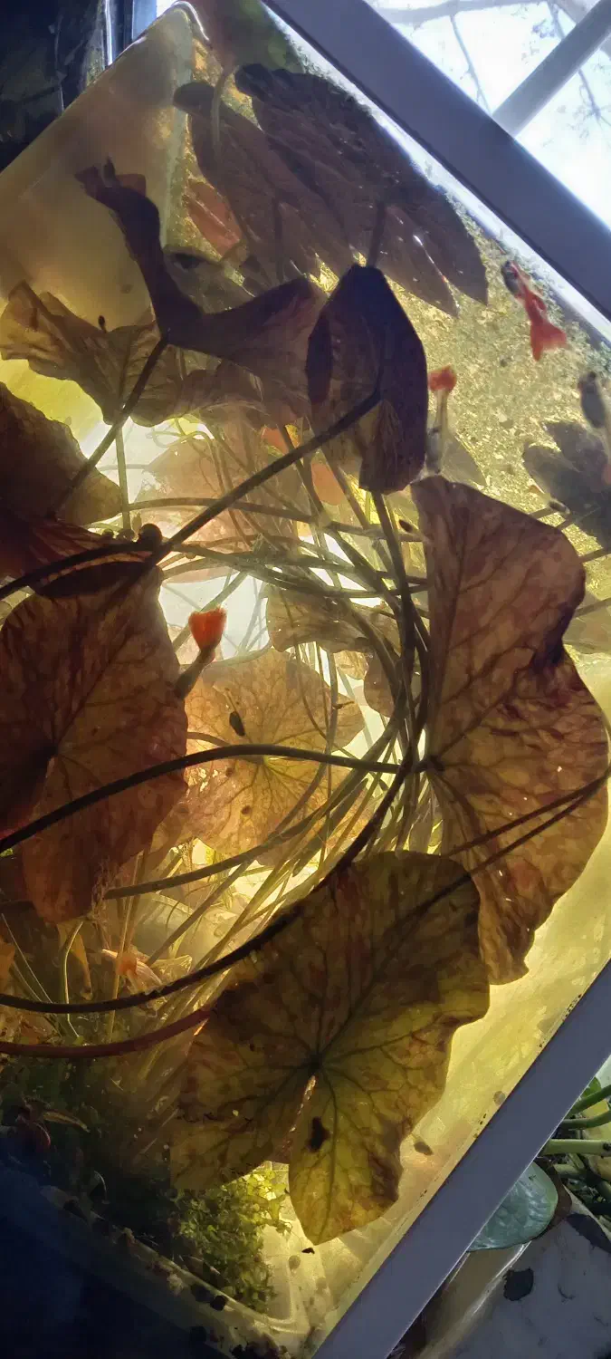 آکواریوم گیاه ماهی|ماهی|کرمان, |دیوار