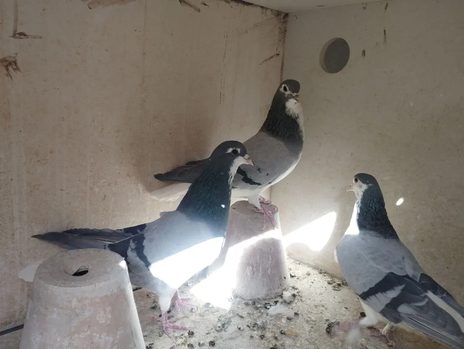 دمگیر گلین خرقه|پرنده|اصفهان, طامه|دیوار