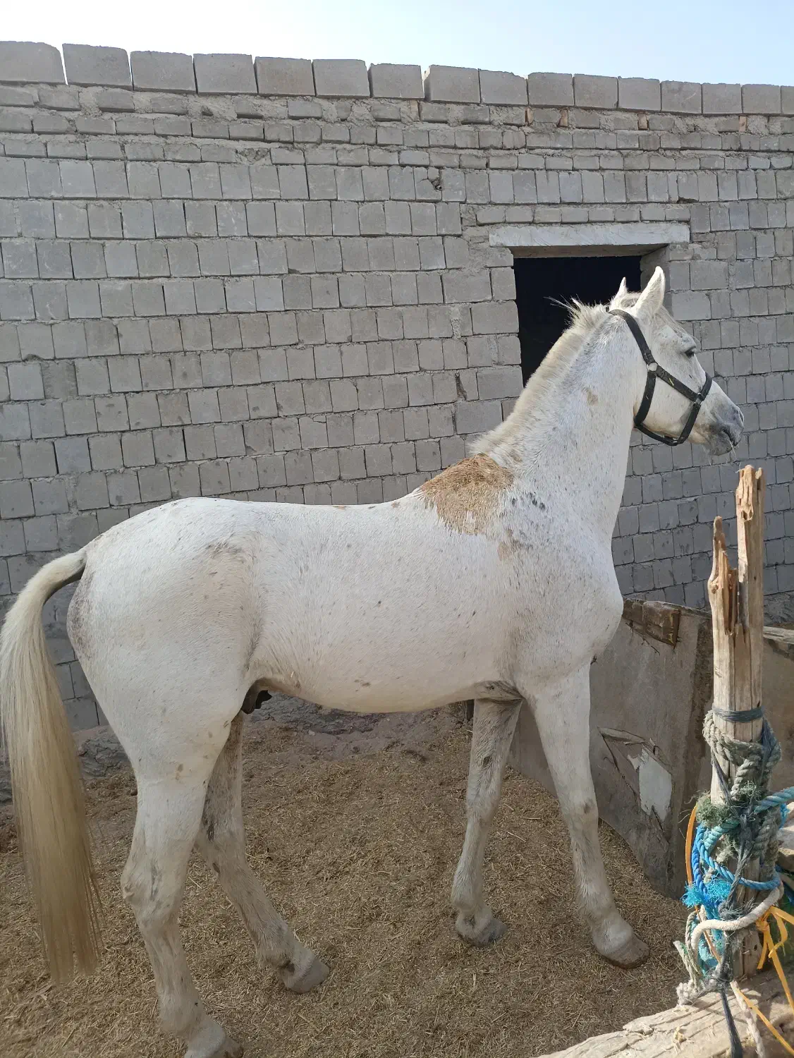 فروش یک اسب نر عرب|اسب و تجهیزات اسب‌سواری|قشم, |دیوار