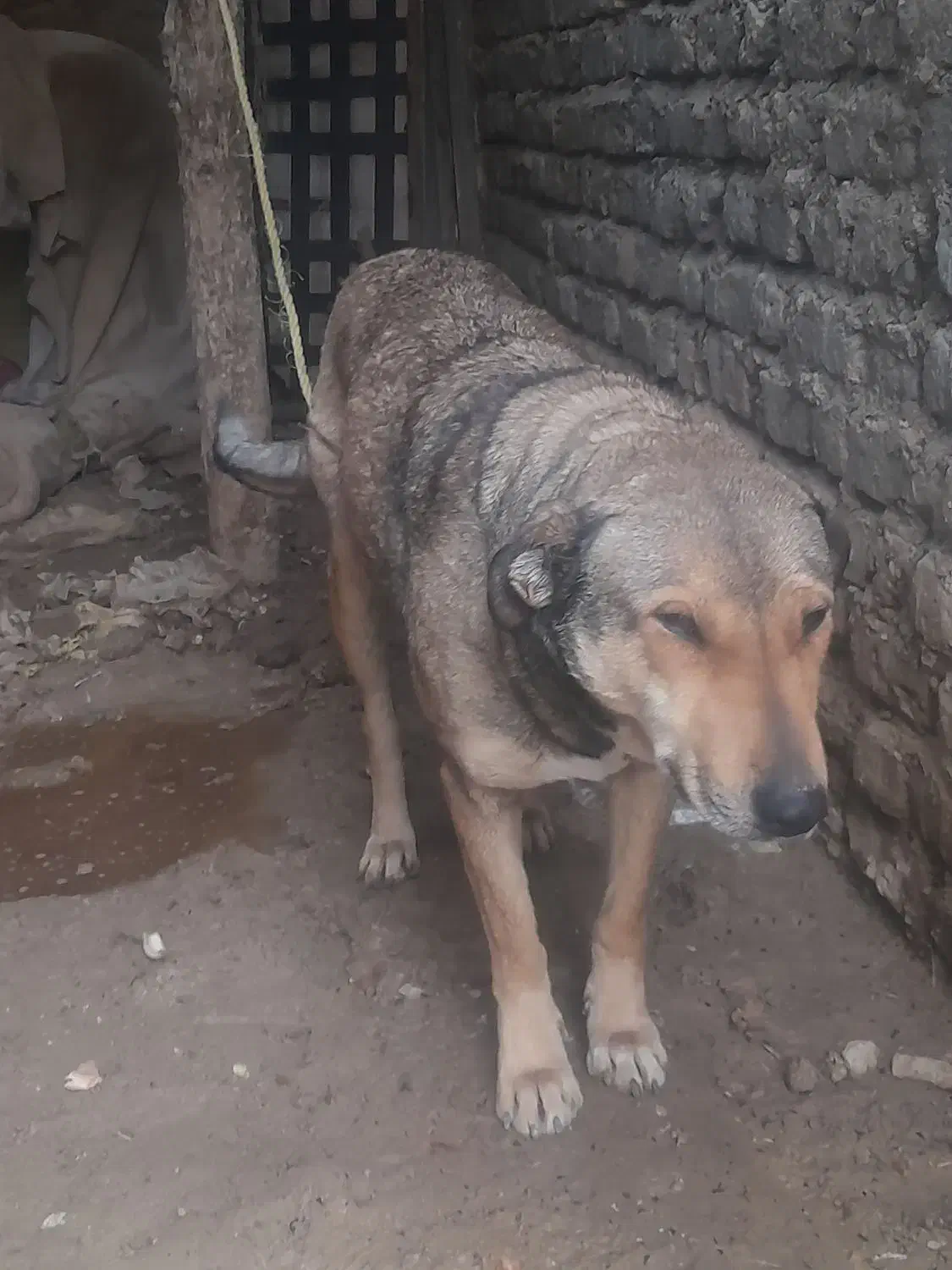 سگه جانوری مخصوص دامداری|حیوانات مزرعه|قزوین, |دیوار