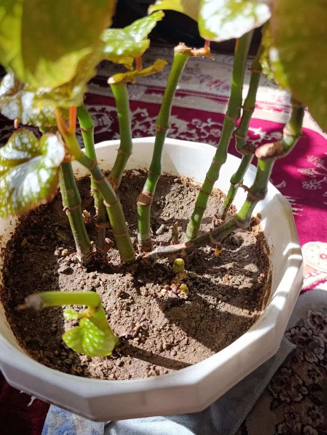 گل طبیعی|بدلیجات|سلماس, |دیوار