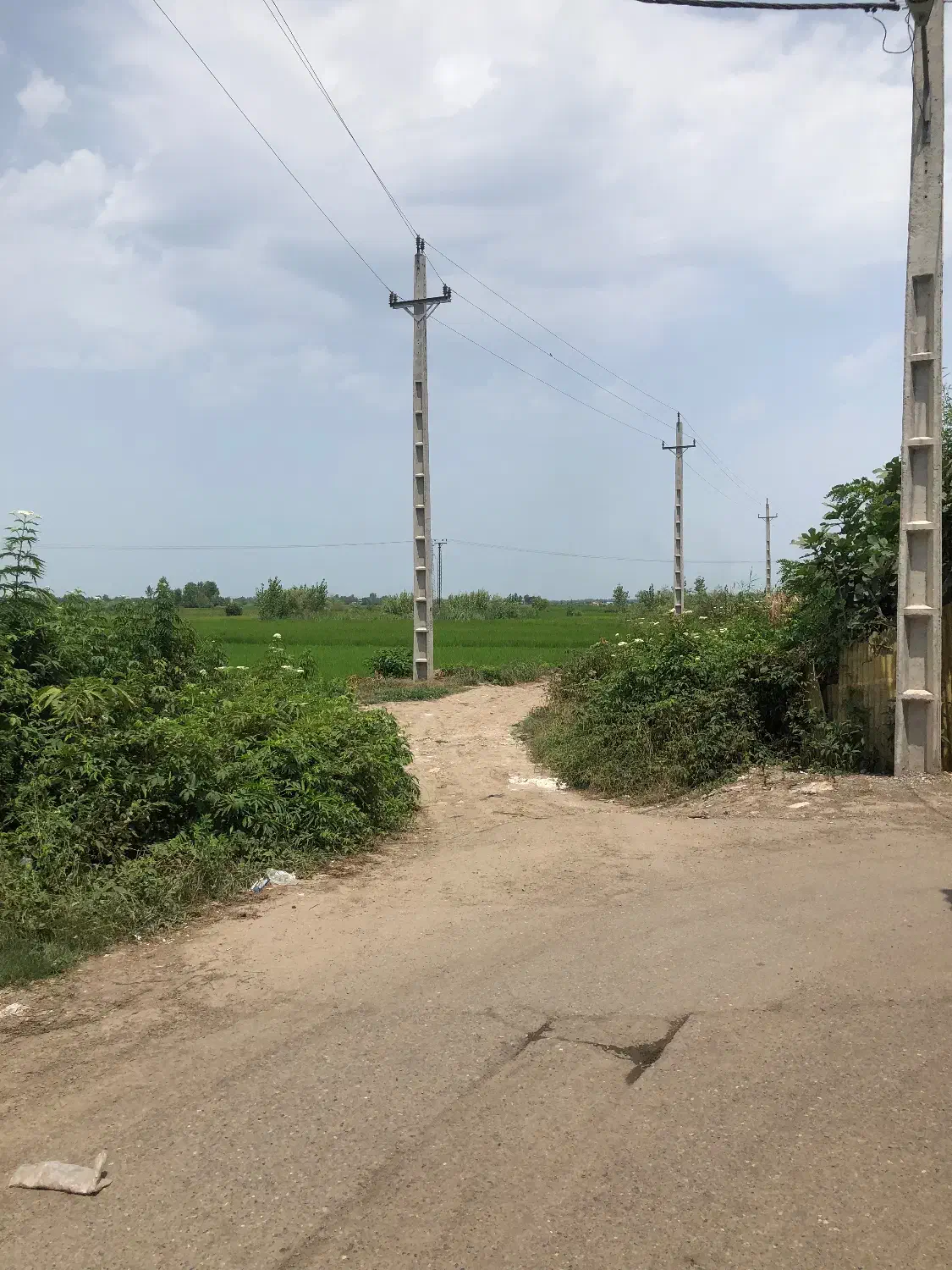 فروش شالیزار 900 متری عینک|فروش زمین و ملک کلنگی|رشت, نخودچر|دیوار