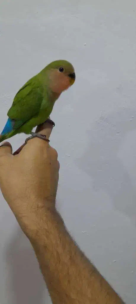 طوطی کوتوله برزیلی|پرنده|بندر انزلی, آذربایجان|دیوار