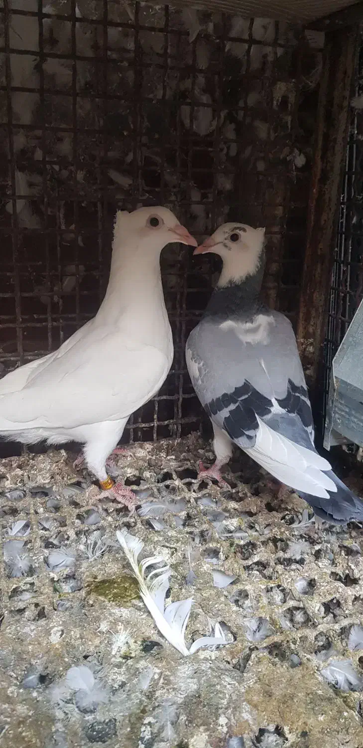 جوجه پلاکی درجه یک|پرنده|دزفول, |دیوار