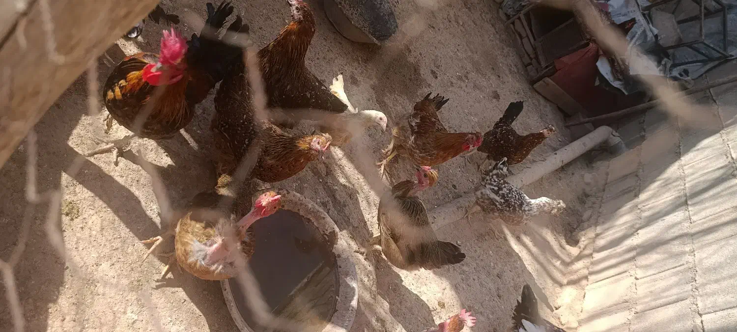 فروش مرغ|حیوانات مزرعه|پاتاوه, |دیوار