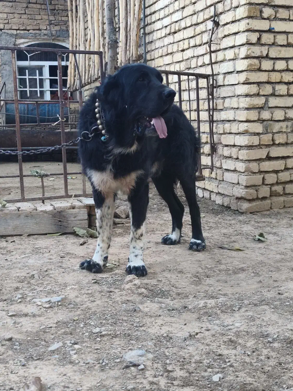 واگذاری سگ|سگ|بروجن, |دیوار