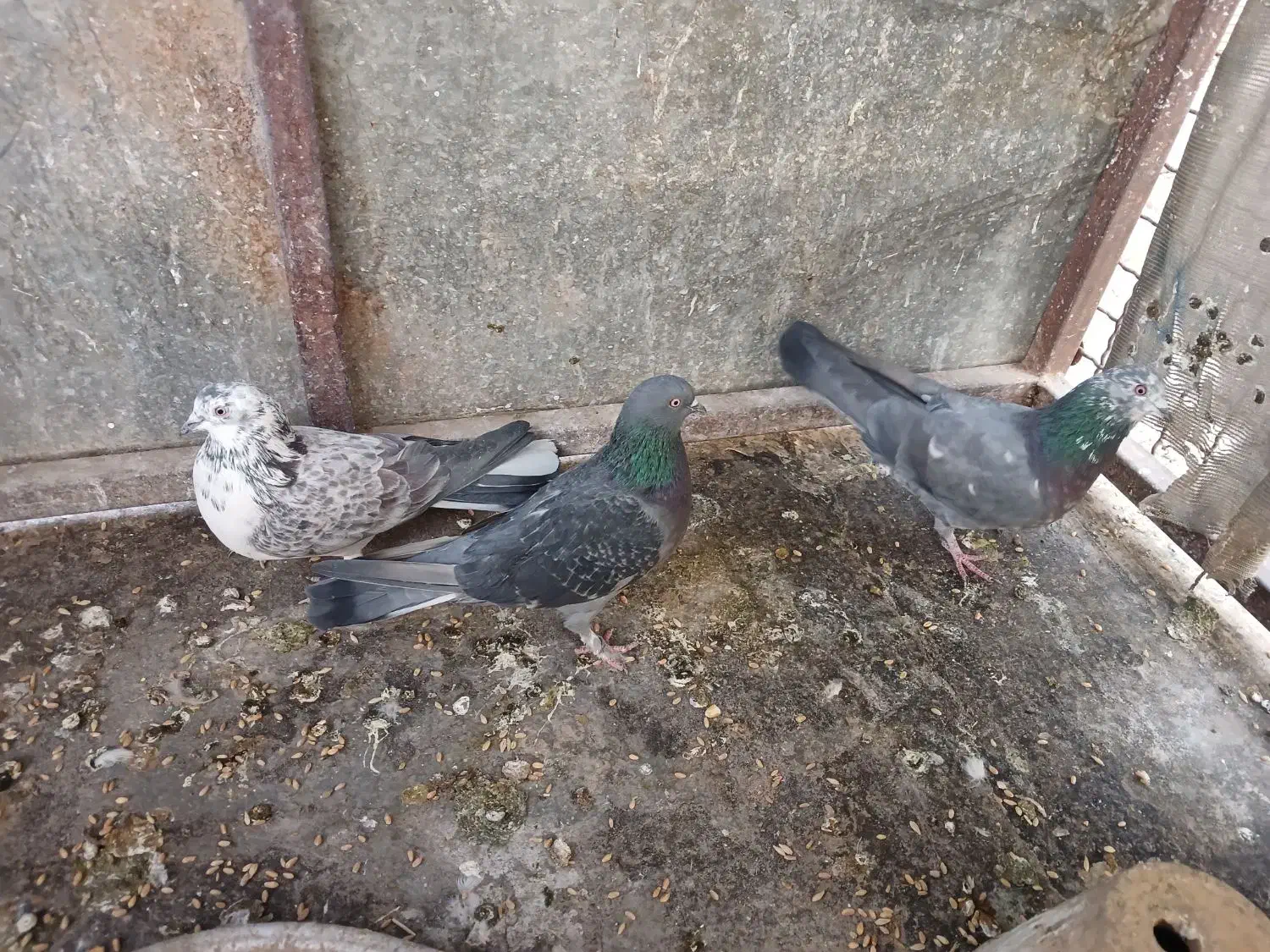 سه تا سیصد|پرنده|خمینی‌شهر, |دیوار