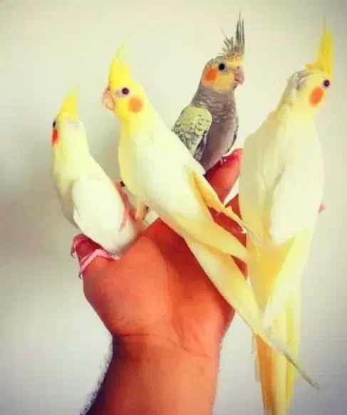 کشور ملوس هلندیون رام ضمانت 1 سال|پرنده|تهران, گلستان (شهرک راه آهن)|دیوار