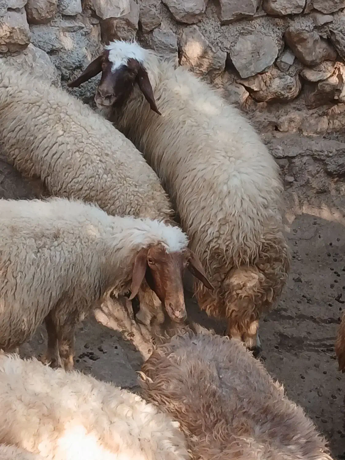 شک سنجابی اصیل|حیوانات مزرعه|سیروان, |دیوار