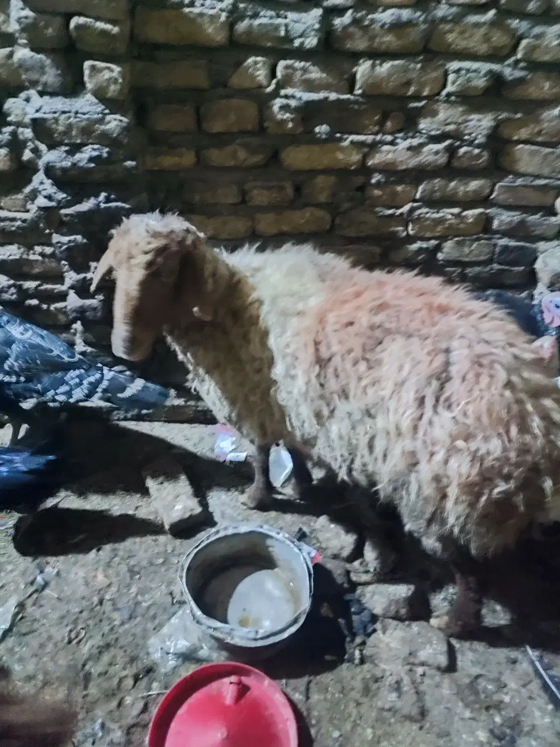 میش چاق|حیوانات مزرعه|مشهد, نیزه|دیوار